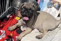 Dory, a female Pug for sale in Apple Valley, CA – 2 of 2