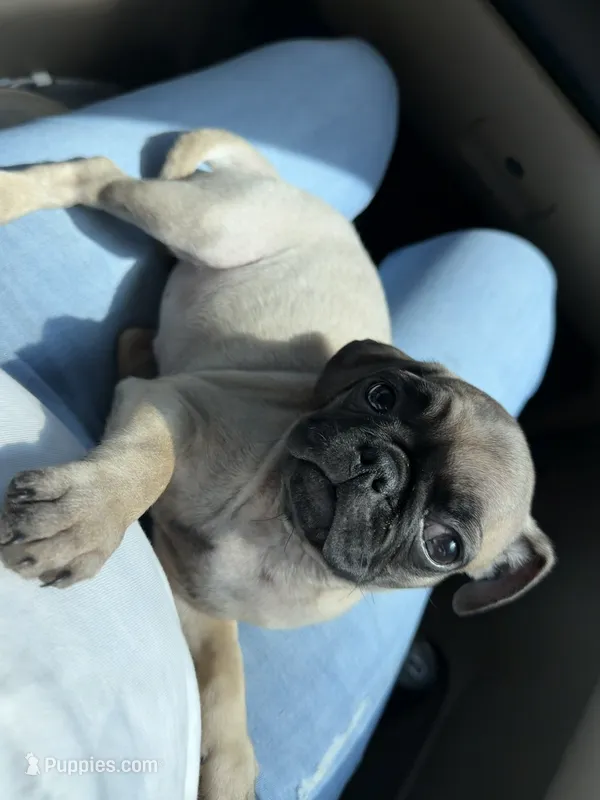 Dory – Pug puppy for sale in Apple Valley, CA
