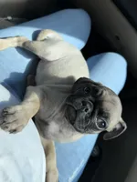 Dory, a female Pug for sale in Apple Valley, CA – 1 of 2