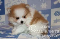 processed/6190875c-1634-4aad-8480-2787a4c2b2b2/listing/377e7bf9-ead5-4a4e-89ad-b235f12db9e7/5d92e961-f0fb-40e2-8353-801b7db8557f