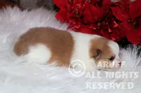 processed/6190875c-1634-4aad-8480-2787a4c2b2b2/listing/377e7bf9-ead5-4a4e-89ad-b235f12db9e7/bf2bd00d-61df-4e9d-80f4-5d054e30828e