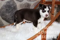 Sparks, a male Siberian Husky for sale in Akeley, MN – Photo 6 of 7