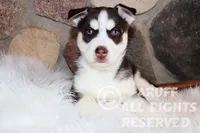 Sparks, a male Siberian Husky for sale in Akeley, MN – Photo 7 of 7