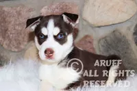 Sparks, a male Siberian Husky for sale in Akeley, MN – Photo 3 of 7