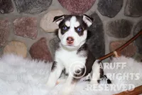 Sparks, a male Siberian Husky for sale in Akeley, MN – Photo 5 of 7