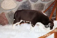 Sparks, a male Siberian Husky for sale in Akeley, MN – Photo 4 of 7