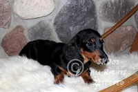 Regent, a male Dachshund for sale in Akeley, MN – Photo 6 of 10