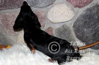 Regent, a male Dachshund for sale in Akeley, MN – Photo 10 of 10