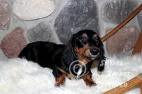 Regent, a male Dachshund for sale in Akeley, MN – Photo 7 of 10