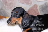 Regent, a male Dachshund for sale in Akeley, MN – Photo 9 of 10