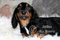 Regent, a male Dachshund for sale in Akeley, MN – Photo 4 of 10