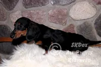 Regent, a male Dachshund for sale in Akeley, MN – Photo 5 of 10