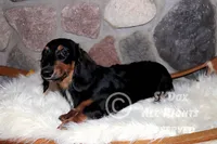 Regent, a male Dachshund for sale in Akeley, MN – Photo 8 of 10