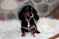 Regent, a male Dachshund for sale in Akeley, MN – Photo 2 of 10