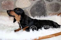 Regent, a male Dachshund for sale in Akeley, MN – Photo 3 of 10