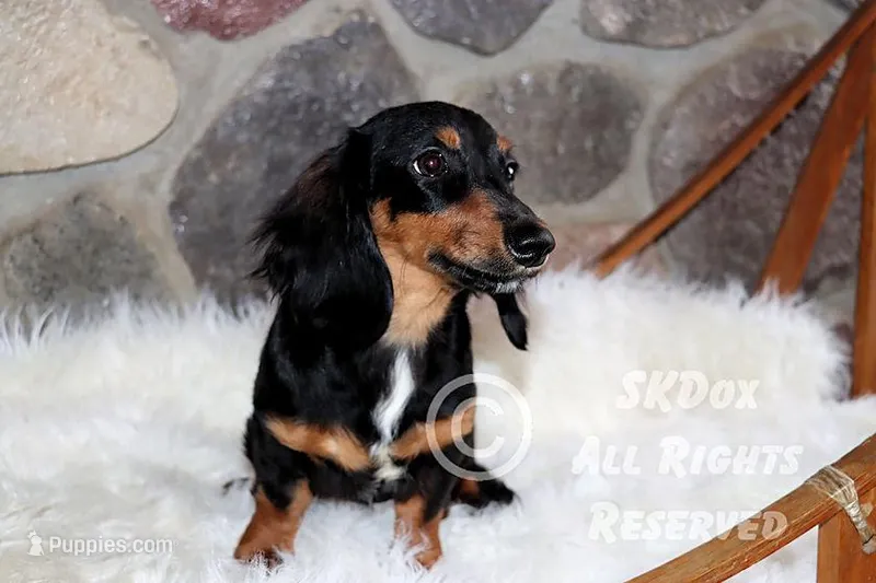 Regent – Dachshund puppy for sale in Akeley, MN