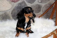 Regent, a male Dachshund for sale in Akeley, MN – Photo 1 of 10