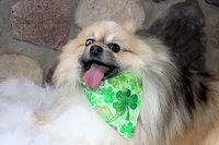 John Snow, a male Pomeranian for sale in Akeley, MN – Photo 3 of 4