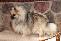 John Snow, a male Pomeranian for sale in Akeley, MN – Photo 4 of 4