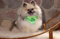 John Snow, a male Pomeranian for sale in Akeley, MN – Photo 1 of 4