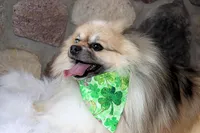 John Snow, a male Pomeranian for sale in Akeley, MN – Photo 2 of 4