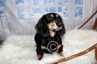 Savor, a male Dachshund for sale in Akeley, MN – Photo 4 of 8