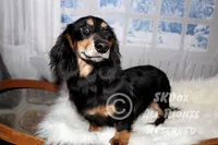 Savor, a male Dachshund for sale in Akeley, MN – Photo 2 of 8