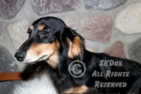 Savor, a male Dachshund for sale in Akeley, MN – Photo 8 of 8