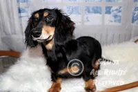 Savor, a male Dachshund for sale in Akeley, MN – Photo 3 of 8