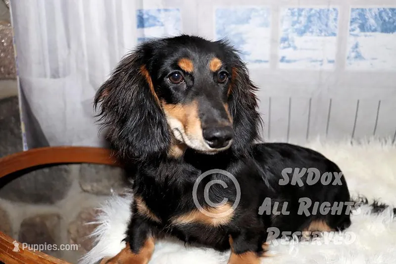 Savor – Dachshund puppy for sale in Akeley, MN