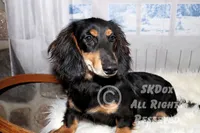 Savor, a male Dachshund for sale in Akeley, MN – Photo 1 of 8