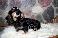 Savor, a male Dachshund for sale in Akeley, MN – Photo 6 of 8
