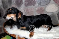 Savor, a male Dachshund for sale in Akeley, MN – Photo 7 of 8