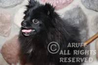 Cricket, a female Pomeranian for sale in Akeley, MN – Photo 5 of 8