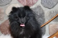 Cricket, a female Pomeranian for sale in Akeley, MN – Photo 7 of 8