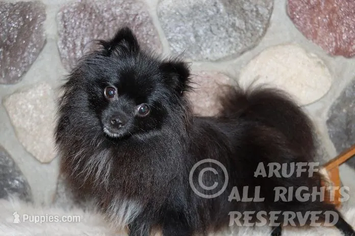 Cricket, a female Pomeranian for sale in Akeley, MN – Photo 1 of 8