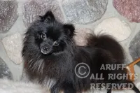 Cricket, a female Pomeranian for sale in Akeley, MN – Photo 1 of 8
