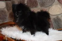 Cricket, a female Pomeranian for sale in Akeley, MN – Photo 6 of 8