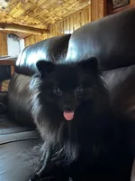 Cricket, a female Pomeranian for sale in Akeley, MN – Photo 8 of 8