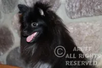 Cricket, a female Pomeranian for sale in Akeley, MN – Photo 2 of 8