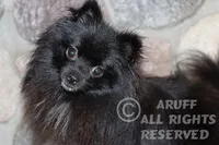 Cricket, a female Pomeranian for sale in Akeley, MN – Photo 4 of 8