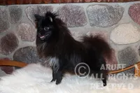 Cricket, a female Pomeranian for sale in Akeley, MN – Photo 3 of 8