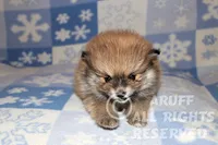 Ruby, a female Pomeranian for sale in Akeley, MN – Photo 3 of 7