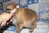 Ruby, a female Pomeranian for sale in Akeley, MN – Photo 6 of 7