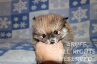 Ruby, a female Pomeranian for sale in Akeley, MN – Photo 7 of 7