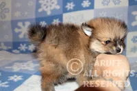 Ruby, a female Pomeranian for sale in Akeley, MN – Photo 5 of 7