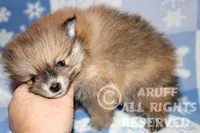 Ruby, a female Pomeranian for sale in Akeley, MN – Photo 2 of 7
