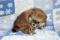 Ruby, a female Pomeranian for sale in Akeley, MN – Photo 1 of 7