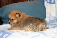 Scarlet, a female Pomeranian for sale in Akeley, MN – Photo 7 of 8