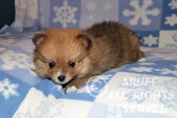 Scarlet, a female Pomeranian for sale in Akeley, MN – Photo 5 of 8